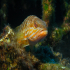 White grouper - Epinephelus aeneus - Image