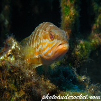 White grouper - Epinephelus aeneus - Image