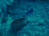 Moray Eel - Muraena helena -Image