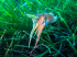 Common cuttlefish - Sepia officinalis - Image