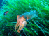 Common cuttlefish - Sepia officinalis - Image