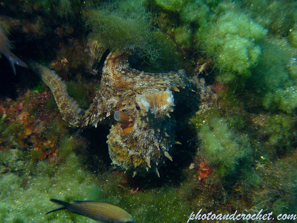Common Octopus - Octopus vulgaris - Image
