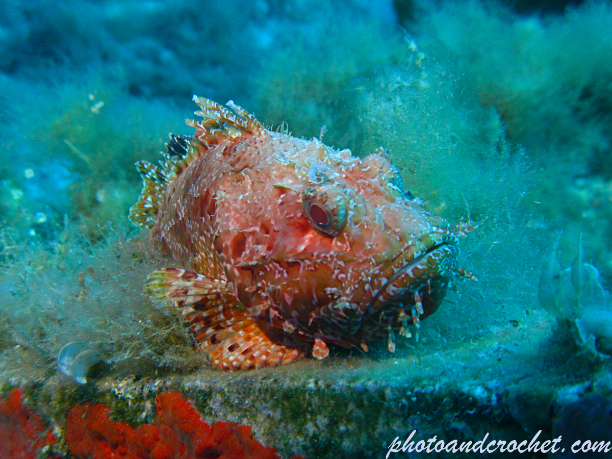 Red Scorpionfish - Scorpaena scrofa - Image