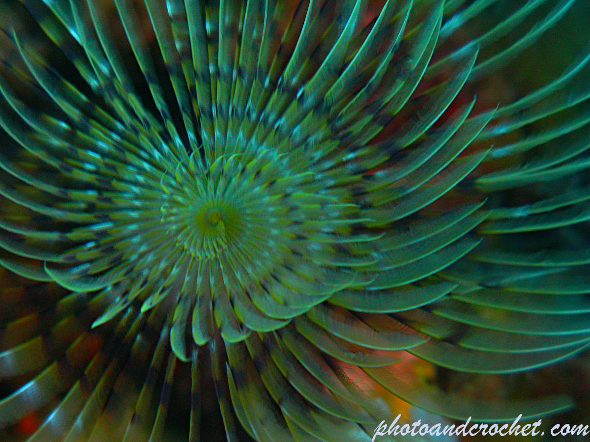 Peacock worm - Sabella pavonina - Image