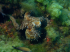 Common Octopus - Octopus vulgaris - Image