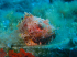 Red Scorpionfish - Scorpaena scrofa - Image