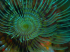Peacock worm - Sabella pavonina - Image