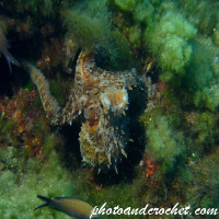 Common Octopus - Octopus vulgaris - Image