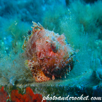 Red Scorpionfish - Scorpaena scrofa - Image