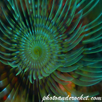 Peacock worm - Sabella pavonina - Image