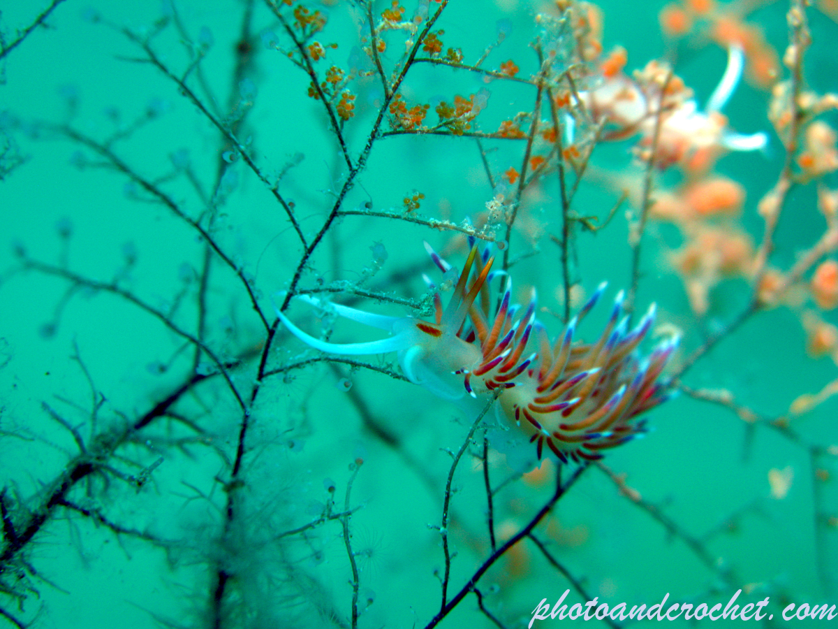 Nudibranch - Flabellina affinis - Feeding - image