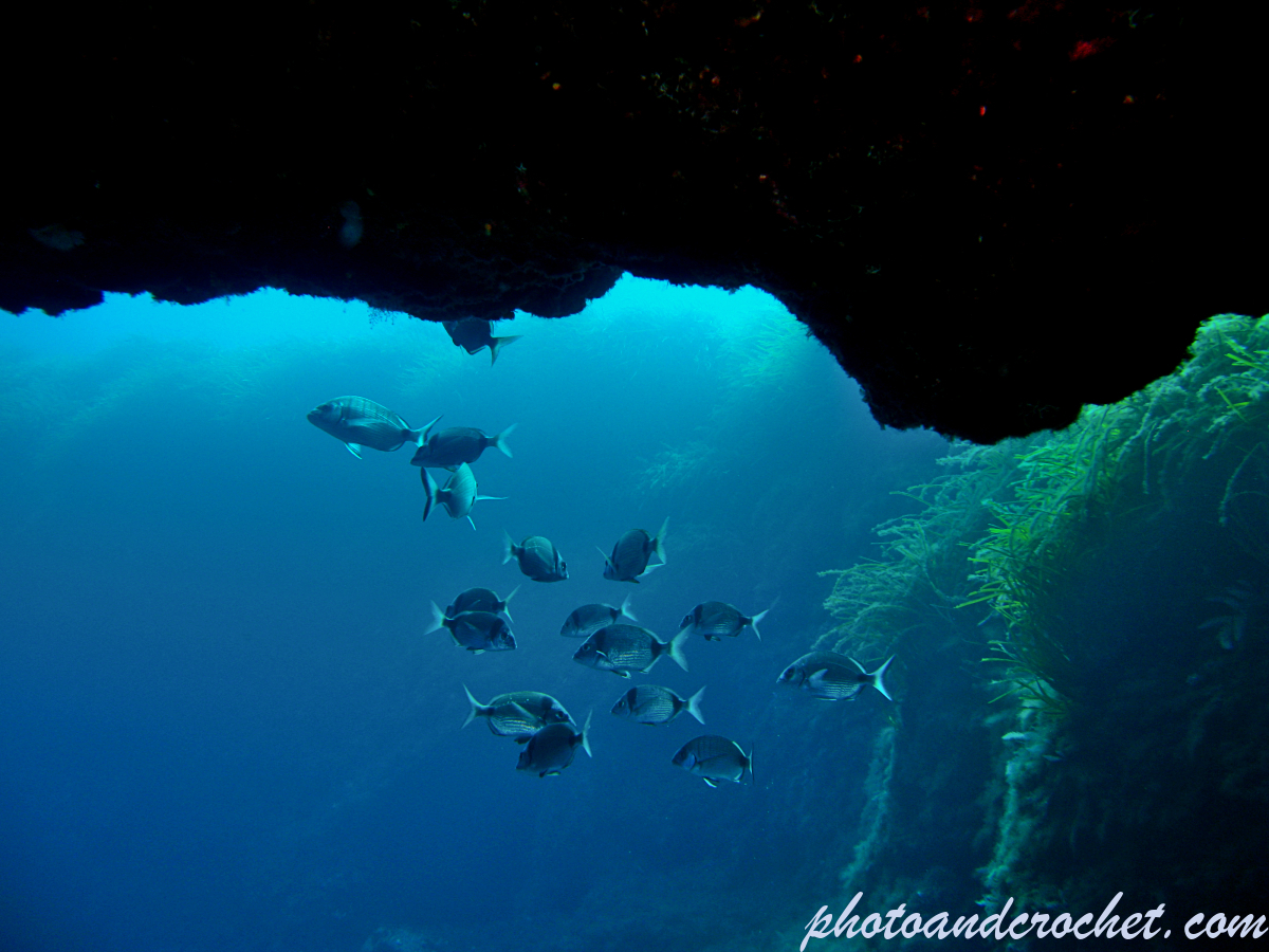 Two-banded Seabream - Diplodus vulgaris - Image