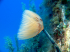 Peacock worm - Sabella pavonina - Image