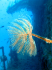 Peacock worm - Sabella pavonina - Image