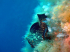Grouper - Epinephelus guaza - Image
