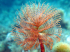 Peacock worm - Sabella pavonina - Image