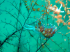Nudibranch - Flabellina affinis - Feeding - image