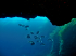 Two-banded Seabream - Diplodus vulgaris - Image