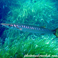 Barracuda - Sphyraena sphyraena - In a hurry