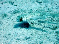Flying Gurnard – Dactylopterus volitans – Coming Close