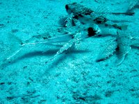 Flying Gurnard – Dactylopterus volitans – Family meeting