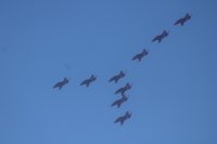 Virage en formation des Red Arrows Hawk T.1 – Meeting de Malte