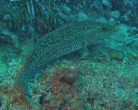 Wrasse