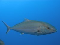 Amberjack – Close Encounter in the Blue