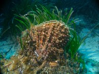 Fan Mussel – Pinna nobilis in Posidonia Meadows