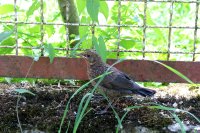 Tierwelt
