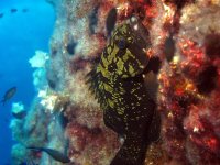 Dott - Epinephelus marginatus - Jistaħba ma’ Xquq tal-Blat