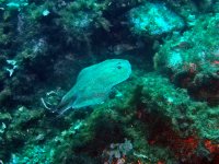 Marmorierter Zitterrochen - Torpedo marmorata - Über felsigem Grund