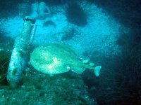 Marmorierter Zitterrochen - Torpedo marmorata - Über dem Meeresboden