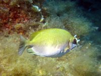 Dusky Spinefoot - Siganus luridus - Golden Colour over the Reef