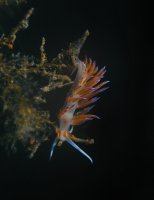 Pilgrim Hervia - Cratena peregrina - Cerata Kuluriti fuq Sikka Skura