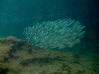 ปลาซาร์ดีนยุโรป - Sardina pilchardus - ฝูงปลาสีเงินรวมตัวเป็นก้อนที่แนวปะการัง Cirkewwa