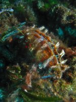 Rough Pen Shell - Pinna rudis - Spiny Shell Hidden in the Reef