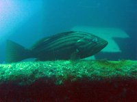Mero de manchas doradas - Epinephelus costae - cazador rayado en el pecio Rozi