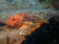 Red Scorpionfish - Scorpaena scrofa - Camouflaged on the Cirkewwa Seabed
