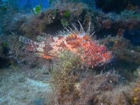 Rascasse rouge - Scorpaena scrofa - au repos sur l’épave du P29