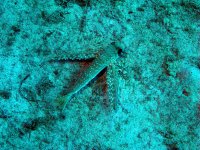 Flughahn - Dactylopterus volitans - Ausgebreitete Brustflossen in Cirkewwa