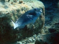 Mittelmeer-Papageifisch - Sparisoma cretense - Schnabelartige Zähne bei Cirkewwa