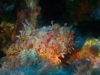 ปลาแมงป่องแดง - Scorpaena scrofa - หัวมีหนามและการพรางตัวบนซากเรือ P29