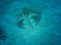 ปลากูร์นาร์ดบิน - Dactylopterus volitans - กางครีบลายจุดสีน้ำเงินเหนือพื้นทะเล