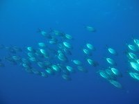 White Trevally - Pseudocaranx dentex - Large School in the Blue Waters of Ċirkewwa