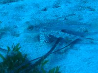 ปลากระทงบิน - Dactylopterus volitans - ครีบอกลายจุดเหนือพื้นทะเลทราย