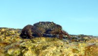 Warty Crab - Eriphia verrucosa - Resting on Sunlit Rocks at Slugs Bay